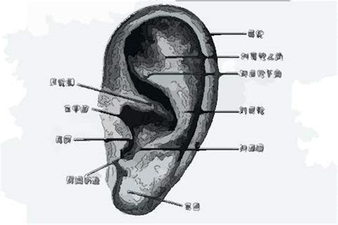 男生左耳有痣|左耳朵有痣的男人好不好：面相学揭示的秘密